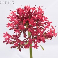 Red Valerian